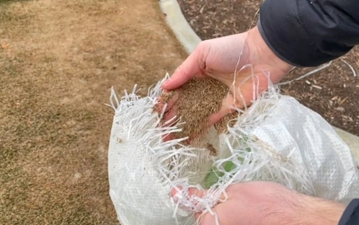 image of grass seeds preparing for dormant seeding