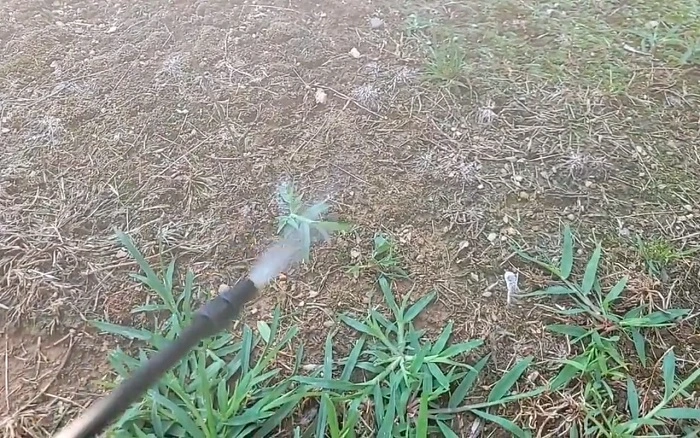 image of spraying roundup weed killer on newly grown grass