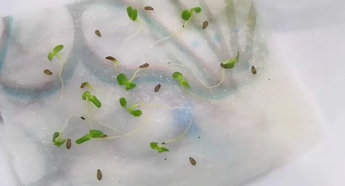 image of seeds sprouts on wet paper towel