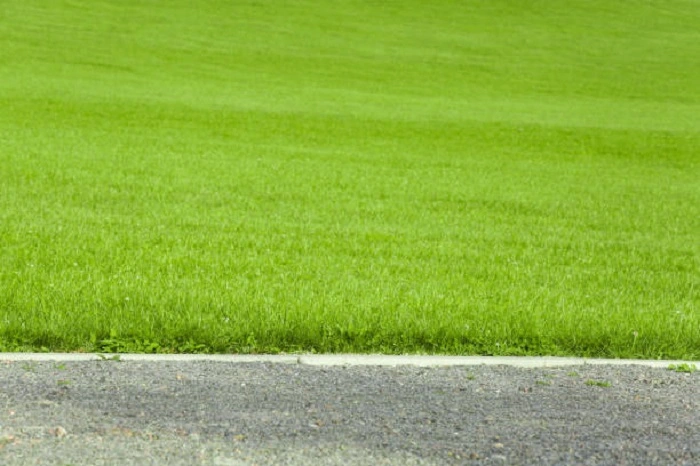 image of young lawn grass