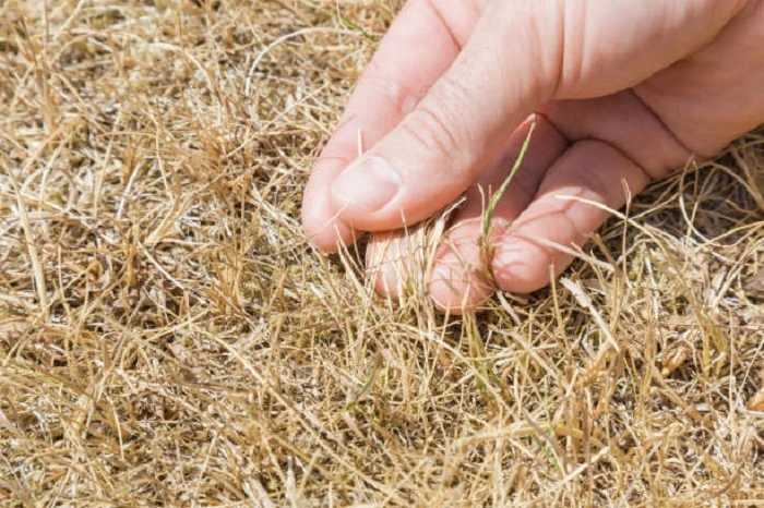image of dried lawn grass in drought