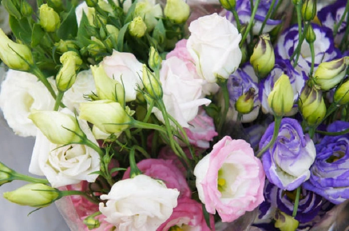 image of lisianthus flowers that look like peonies
