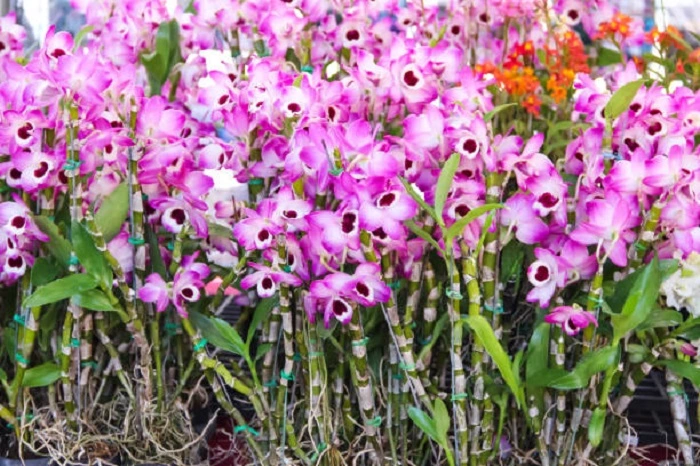 image of noble rock orchid flowers that look like eyes