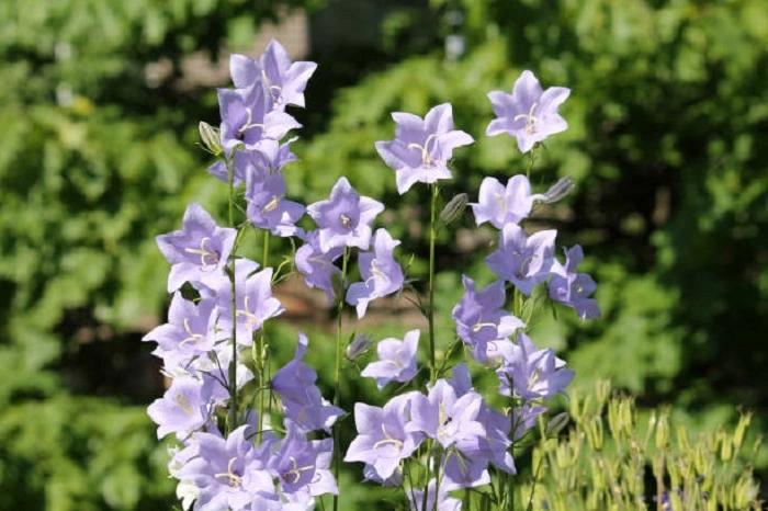 image of peach lleaved bell flowers