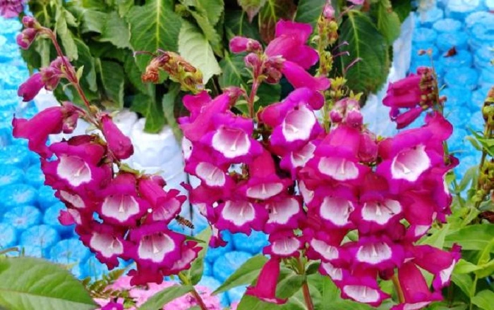 image of penstemon flowers that look like bells