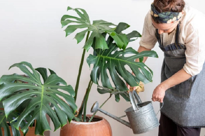image of watering to a monstera plant