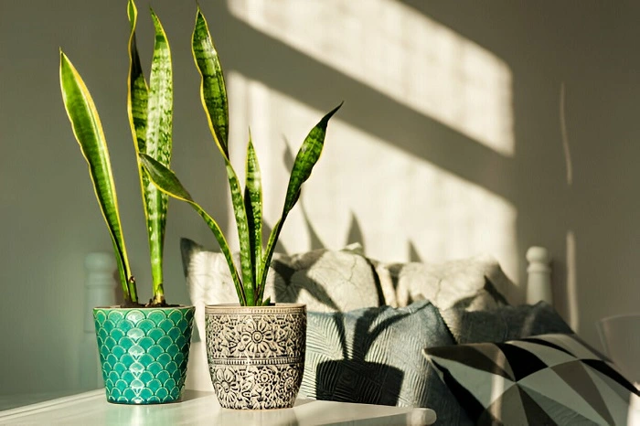 image of snake plant in sunlight