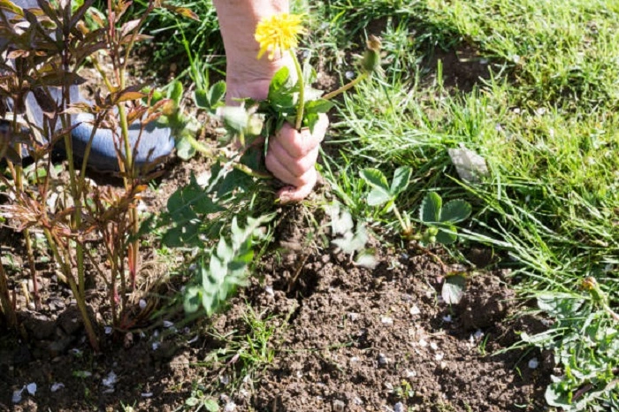 image of hand pulling weeds from the grass