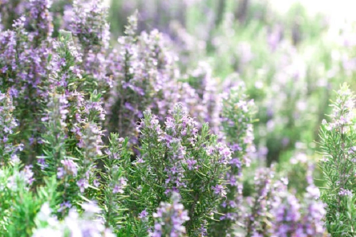 image of rosemary flowers
