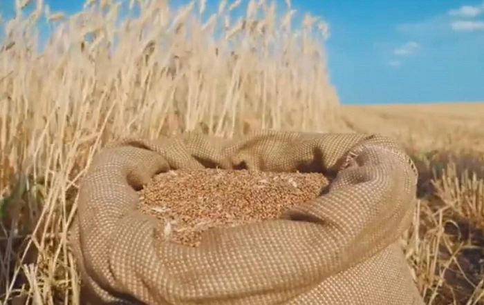 image of grass seeds in a sack
