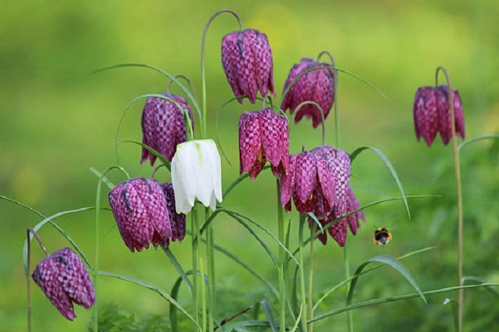 image of snakehead fritillary flowers