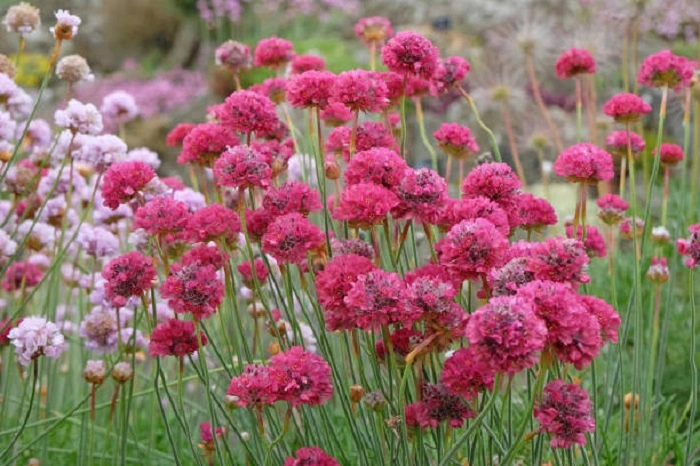 image of thrift flowers that look like balls
