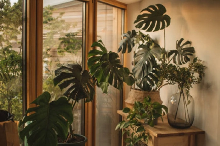 image of monstera palnt