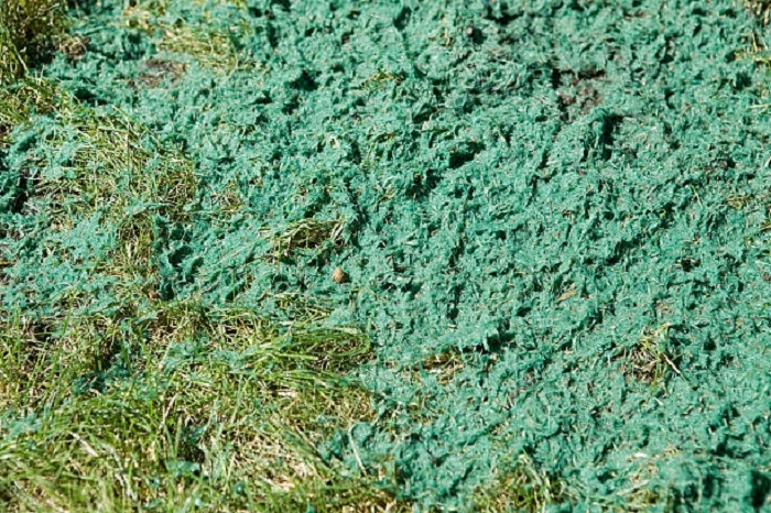 image of hydro seeded lawn gras