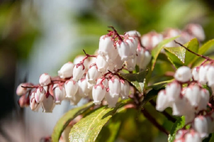 image of white mountain heather flowers