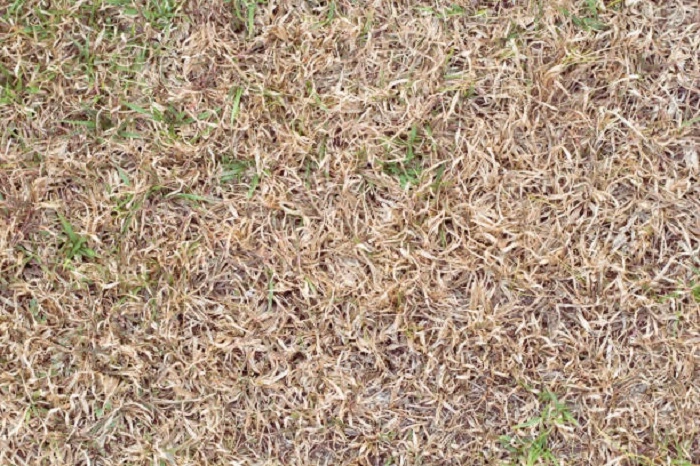 image of dying grass seeds