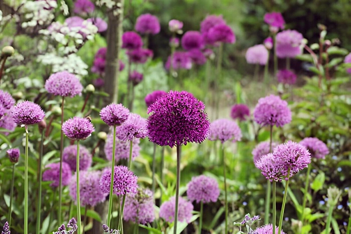 image of purple allium flowers that look like balls