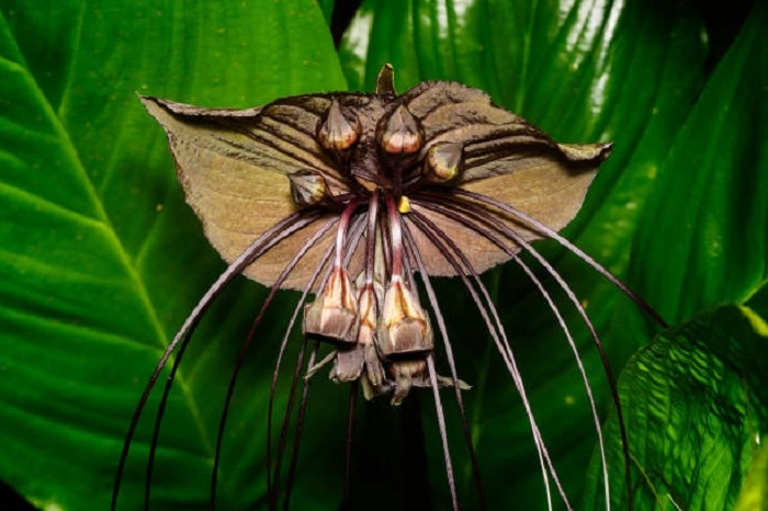 Image of bat flower that look like birds