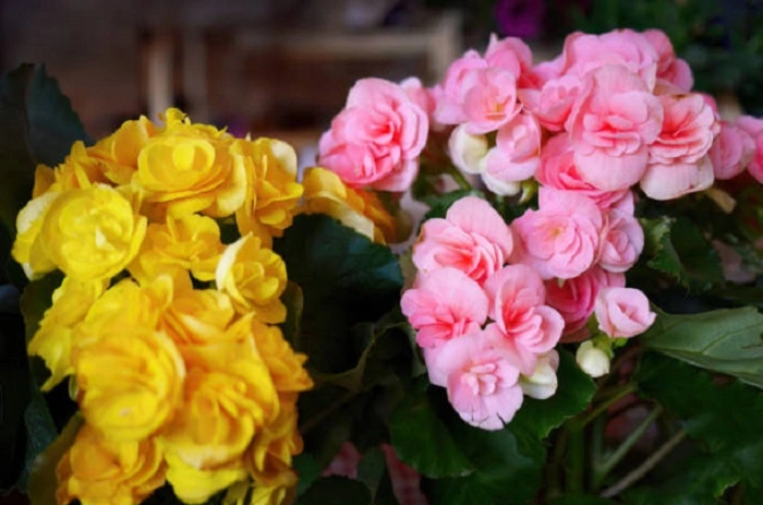 image of pink and yellow begonia flowers