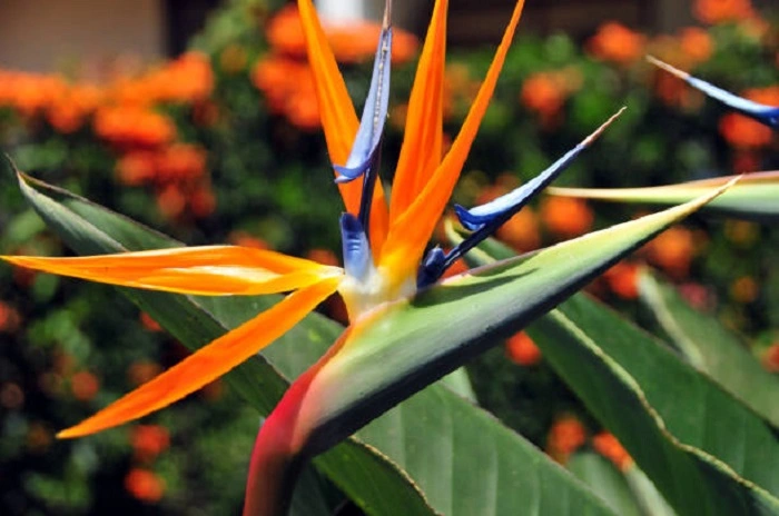 Image of bird of paradise flower that look like bird