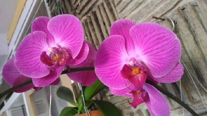 image of birdhead orchid flowers that look like birds
