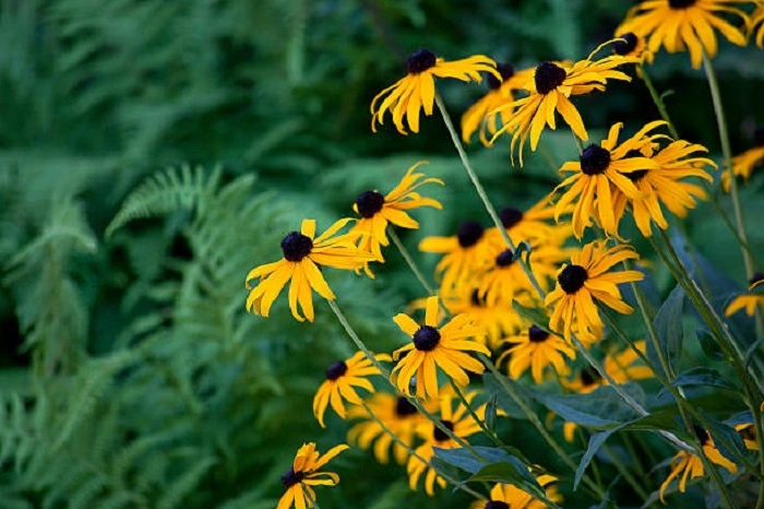 image of black-eyed susan flowers that look like eyes