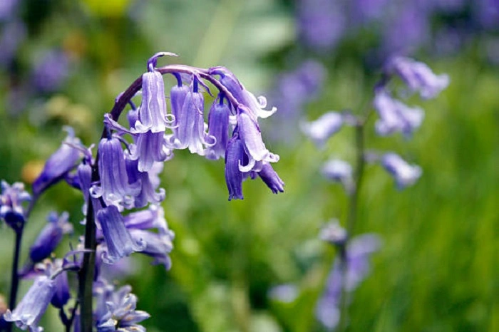 image of bluebell flowers that look like bells