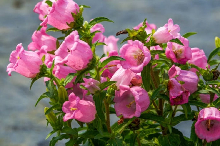image of pink canterbury bell flowers
