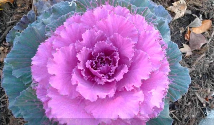 image of color up pink flower 