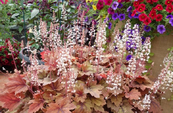image of coral bells flower