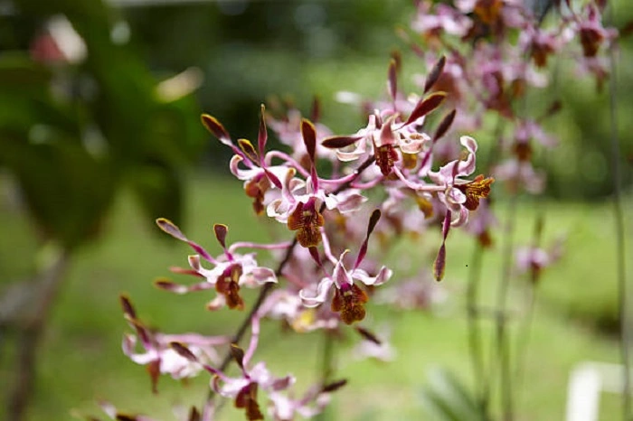 image of crane fly orchids flowers that look like birds