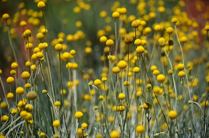 Image of yellow craspedia flowers that look like balls