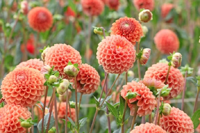 image of peach color dahlia flowers that look like balls