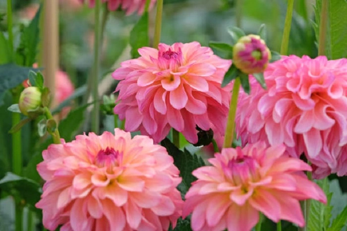 image of dahlia flowers that look like peonies