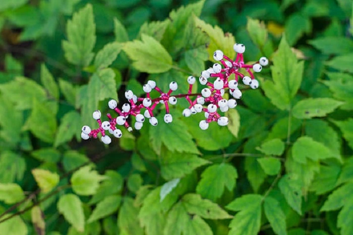 image of doll eyes plant