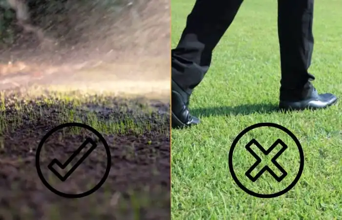 image of dos and don'ts of newly grown lawn grass