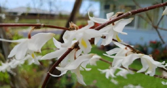 image of dove orchids