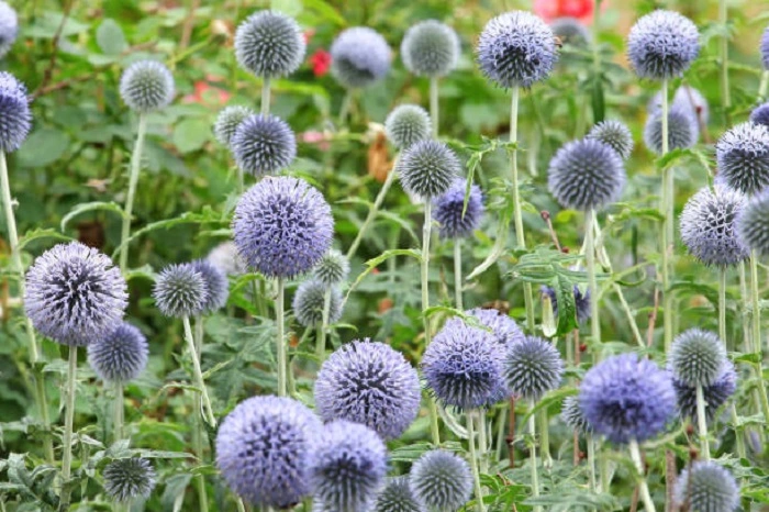 image of purple Echinop flowers that look like balls