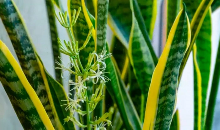 image of snake plant which is in its flowering stage