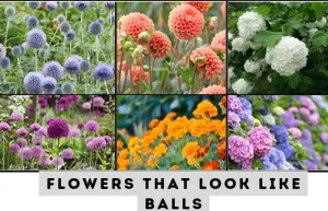 image of 6 flowers that look like balls