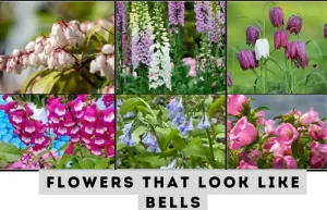 image of 6 different flowers that look like bells