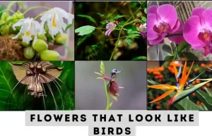 Image of 6 flowers that look like birds