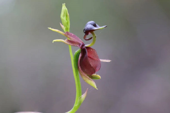 image of flying duck orchids