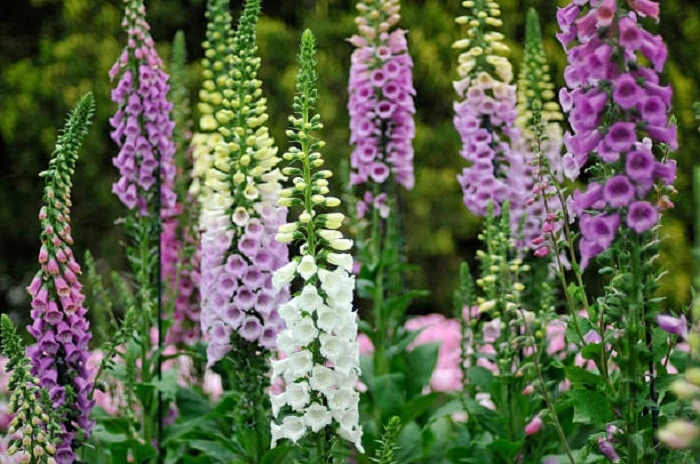 image of foxglove flowers that look like bells