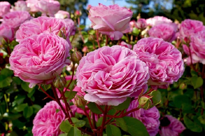 image of garden rose flowers