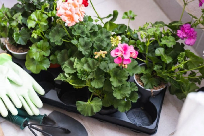 image of gernium care to stop geranium leaves turning yellow