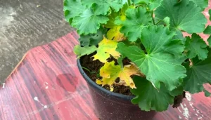 image of geranium leaves turning yellow