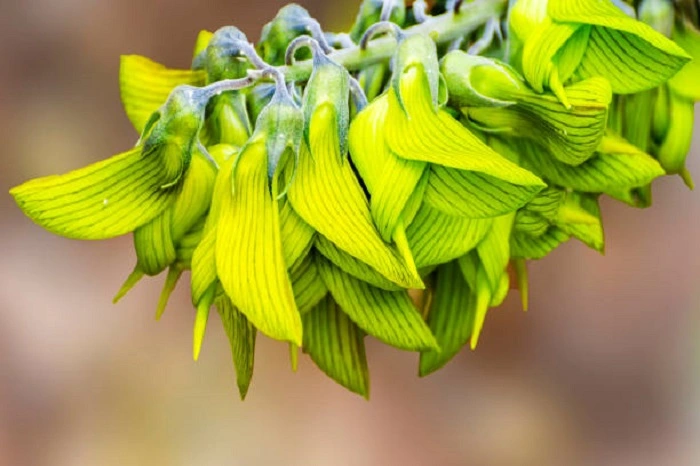 image of green bird flower