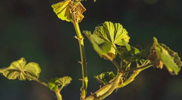 image of geranium leaves turning yellow due to herbicidal damage