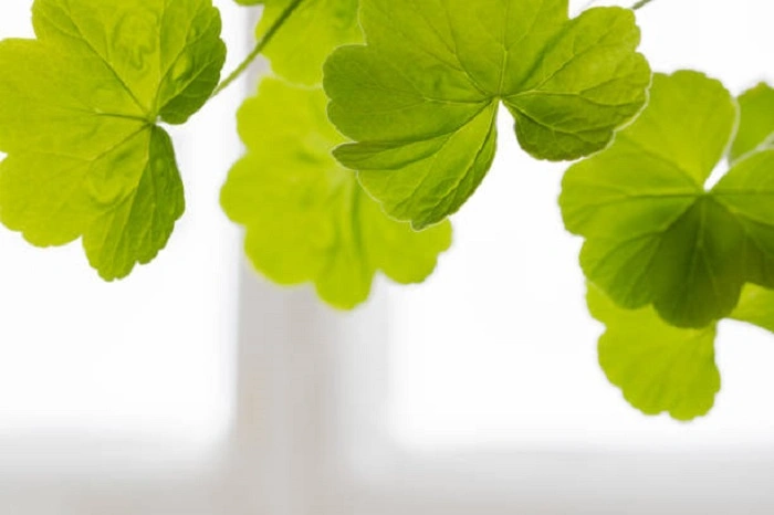 image of healthy and green geranium leaves